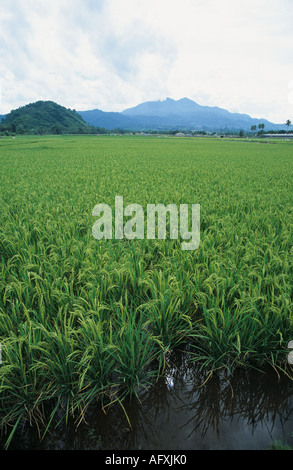 Vue sur les cultures de riz paddy dans l'oreille verte Laguna Luzon aux Philippines Banque D'Images