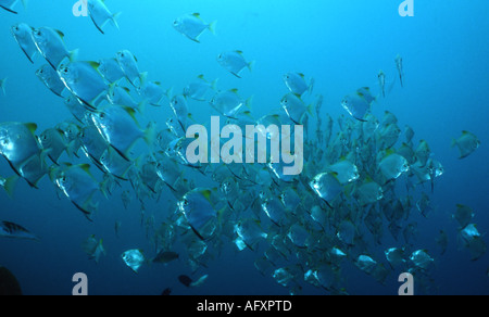 Diamondfish / argent platax (Monodactylus argenteus) scolarisation en grand nombre Banque D'Images