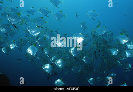 Diamondfish / argent platax (Monodactylus argenteus) scolarisation en grand nombre. Banque D'Images