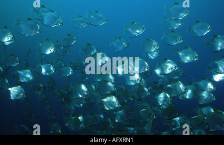 Diamondfish / argent platax (Monodactylus argenteus) scolarisation en grand nombre Banque D'Images