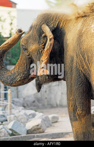 Bain de sable tenant de l'éléphant d'Asie Banque D'Images