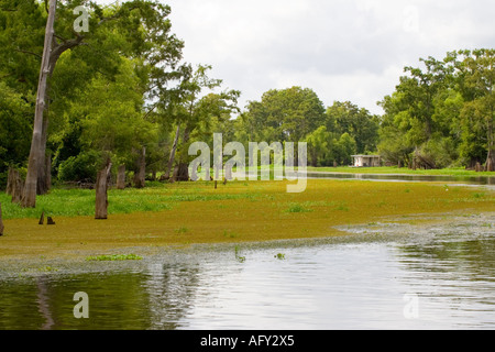 Atchafalaya en Hydrilla verticillata Banque D'Images