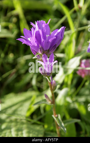 Bellflower Campanula glomerata Campanulaceae en cluster Banque D'Images