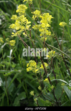 Charlock ou de moutarde Sinapis arvensis Crucifer Cruciferae Banque D'Images