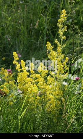 Ladys Gratteron Galium verum Rubiaceae Banque D'Images