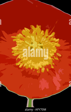 Photo de pavot illustraion contre un fond noir Banque D'Images