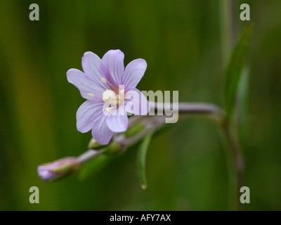 Marsh Willowherb, Epilobium palustre Banque D'Images