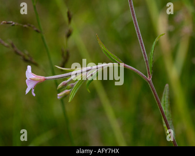 Marsh Willowherb, Epilobium palustre Banque D'Images