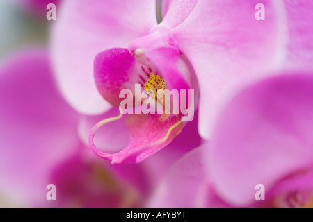 Fleurs orchidée rose en détail Banque D'Images