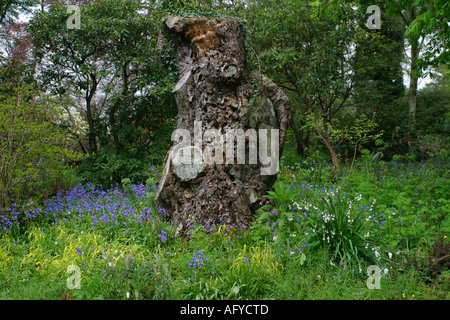 Jacinthes et fleurs de printemps au pied d'une souche d'arbre noueux Banque D'Images