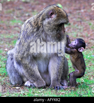 Jeune singe macaque de Barbarie Banque D'Images