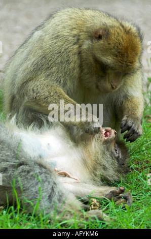 Singe Macaque de Barbarie Banque D'Images