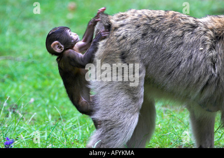 Singe Macaque de Barbarie Banque D'Images