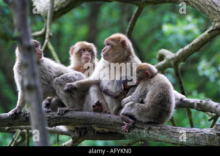 Singe Macaque de Barbarie Banque D'Images