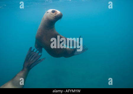 L'Argentine de la Province de Chubut Puerto Piramedes sous-vue de de lions de mer Banque D'Images