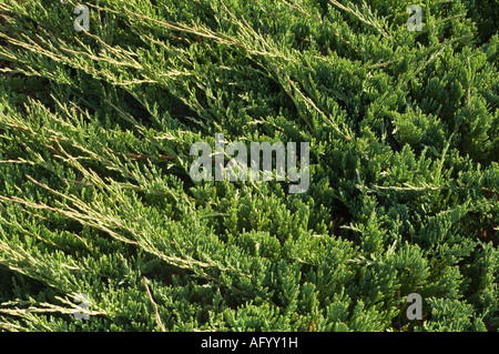 Le genévrier horizontal (Juniperus horizontalis) revêtement de sol origine bush Amérique du Nord de plus en septembre UK jardin écossais Banque D'Images