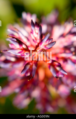 Close up de la fleur d'un Aechmea Blue Rain bromelia brésilien Banque D'Images