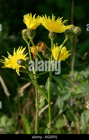 Le laiteron des champs, Sonchus arvensis, Asteraceae Banque D'Images