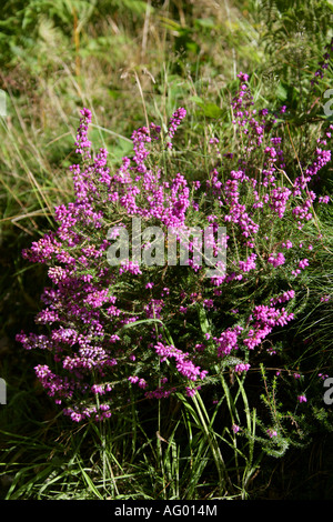 Heather Bell, Erica cinerea, Ericaceae Banque D'Images