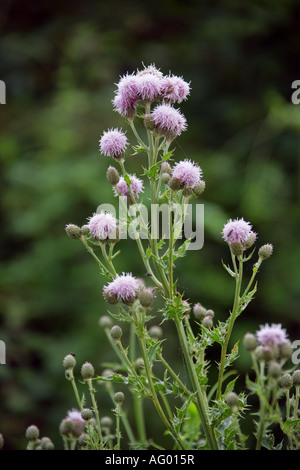 Chardon, Cirsium arvense, Asteraceae Banque D'Images