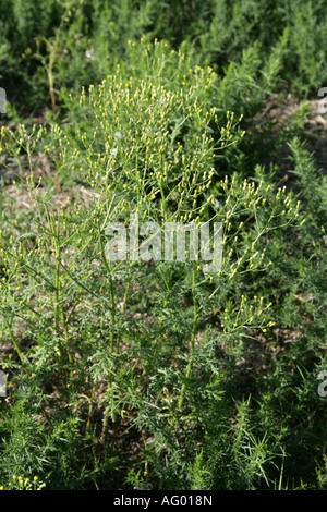 Sel d'arachide, Senecio vulgaris, Asteraceae Banque D'Images