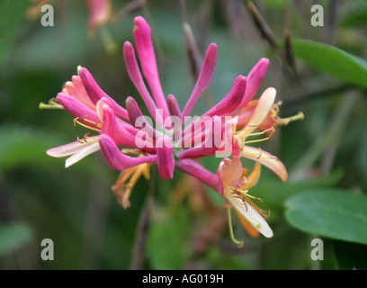 Le chèvrefeuille, Lonicera periclymenum, Caprifoliaceae Banque D'Images