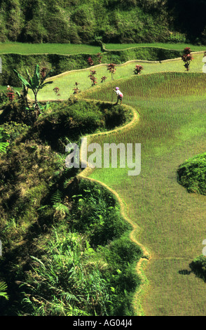 2000 ans les terrasses de riz de Banaue sur l'île de Luzon aux Philippines sont un site du patrimoine mondial de l'accueil de la tribu Ifugao Banque D'Images