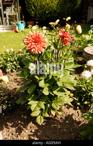 Fleurs de jardin en fleurs Banque D'Images