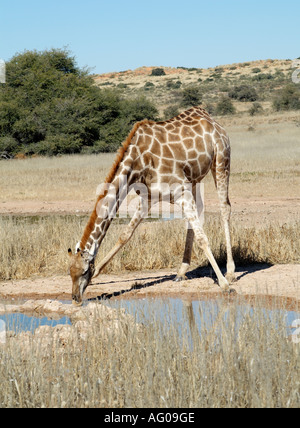 Femme girafe. Giraffa camelopardalis. Boire à un trou d'eau dans le Kalahari Transfrontier National Park Afrique du Sud RSA Banque D'Images