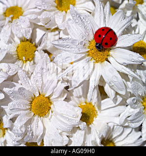 Marguerites sauvages Banque D'Images