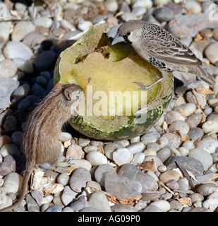 Sociable tisserands. Philetairus socius et une souris à rayures Rhabdomys pumilio. se nourrir de melon d'eau de l'Afrique du sud du Kalahari LSF Banque D'Images