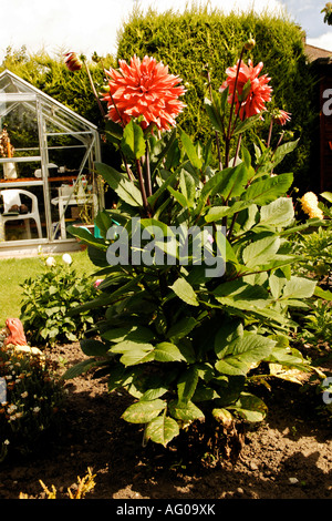 Fleurs de jardin en fleurs Banque D'Images