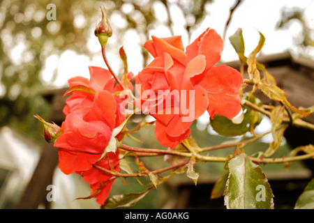 Fleurs de jardin en fleurs Banque D'Images