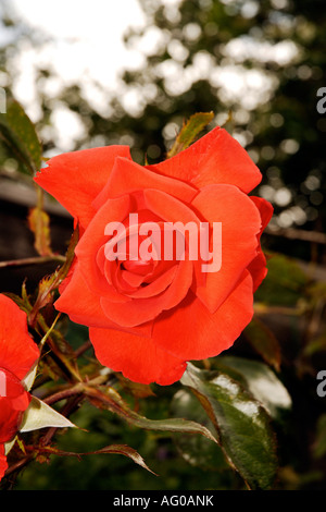 Fleurs de jardin en fleurs Banque D'Images