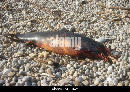 Un Dauphin Dauphin commun émaciés probablement à Chesil Beach Portland Dorset Angleterre Banque D'Images