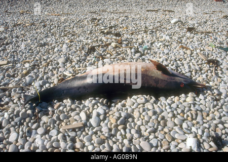 Une maigreur Dauphin commun à Chesil Beach Portland Dorset England UK Banque D'Images