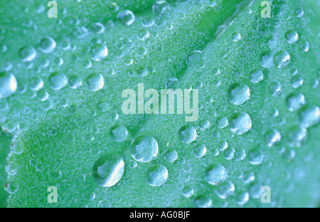 Goutte d'eau sur une feuille verte d'Alchemilla mollis Banque D'Images