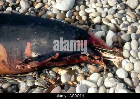 Une maigreur dolphin dauphin commun delphinus Delphinius probablement à Chesil Beach Portland Dorset Angleterre Banque D'Images