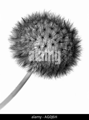 Image de gros plan inversée d'une horloge Dandelion, fond blanc Banque D'Images