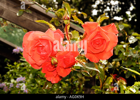 Fleurs de jardin en fleurs Banque D'Images