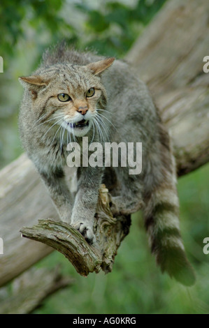 Chat sauvage écossais(Felis sylvestris) dans l'arbre Banque D'Images