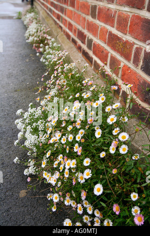 Fleurs de camomille autour d'un mur, Southwold, Suffolk, UK Banque D'Images