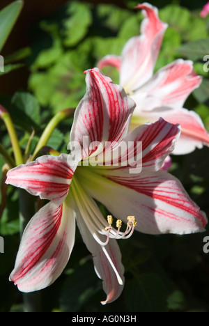 Deux étoiles de Chevalier des nénuphars dans le jardin Banque D'Images