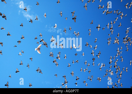 Oiseaux voler au-dessus de la vieille ville Dubtrovnik, Croatie Banque D'Images