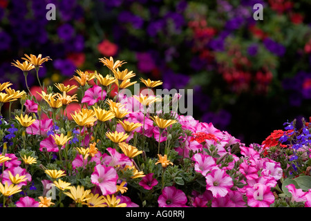 Fleurs d'été à Breckenridge au Colorado Banque D'Images