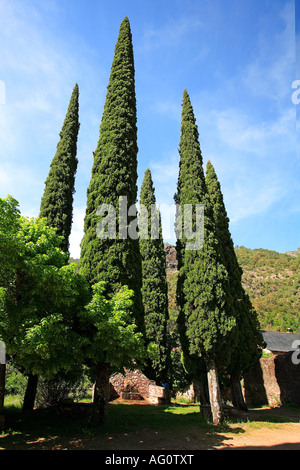 Cyprès Cupressus sempervirens Méditerranée Espagne Banque D'Images