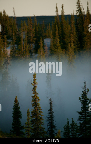 Misty spruce forest au lever du soleil, près de Whitefish Lake dans une région appelée la toundra, les Territoires du Nord-Ouest, Canada. Banque D'Images