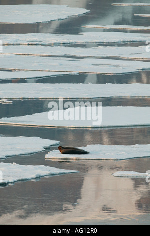 Seal lying on ice flake dans Billefjorden à Monte Carlo, région, la Norvège. Banque D'Images