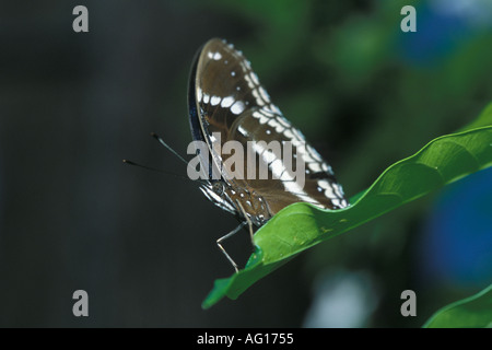 Les indiens Crow Corneille commune Euploea core Nymphalidae hot Banque D'Images