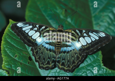Parthenos sylvia Clipper Butterfly Banque D'Images